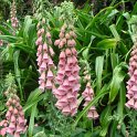 Digitalis x mertonensis